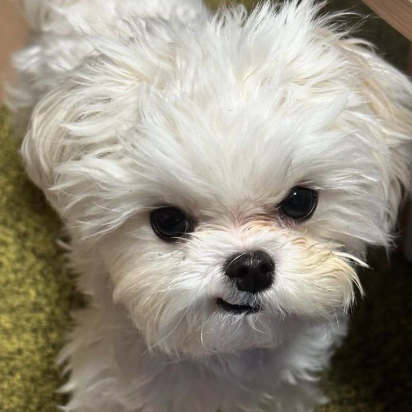 shinin9nana's tweet photo. หึ่ย ! https://t.co/HkXfUuizzU