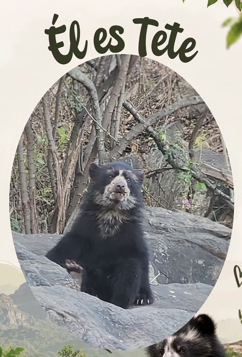 nuoqess's tweet photo. Oigan estoy llorando, la fanbase de tae en Perú hizo algo muy hermoso, tenemos un osezno con el nombre de tete en la reserva ecológica de Chaparrí💗 https://t.co/zP4fMzo1Ie