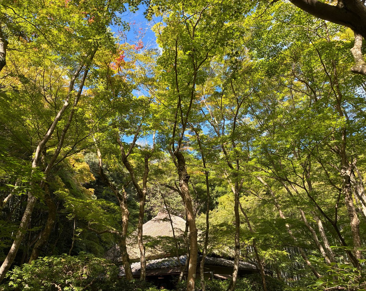 giouji_kyoto's tweet photo. 秋晴れ。空気も澄んでます。良い一日を過ごせたらいいですね。
#祇王寺　#秋晴れ　#青もみじ　#苔庭 https://t.co/l3cXJ99Dil
