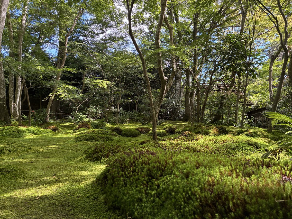 giouji_kyoto's tweet photo. 秋晴れ。空気も澄んでます。良い一日を過ごせたらいいですね。
#祇王寺　#秋晴れ　#青もみじ　#苔庭 https://t.co/l3cXJ99Dil