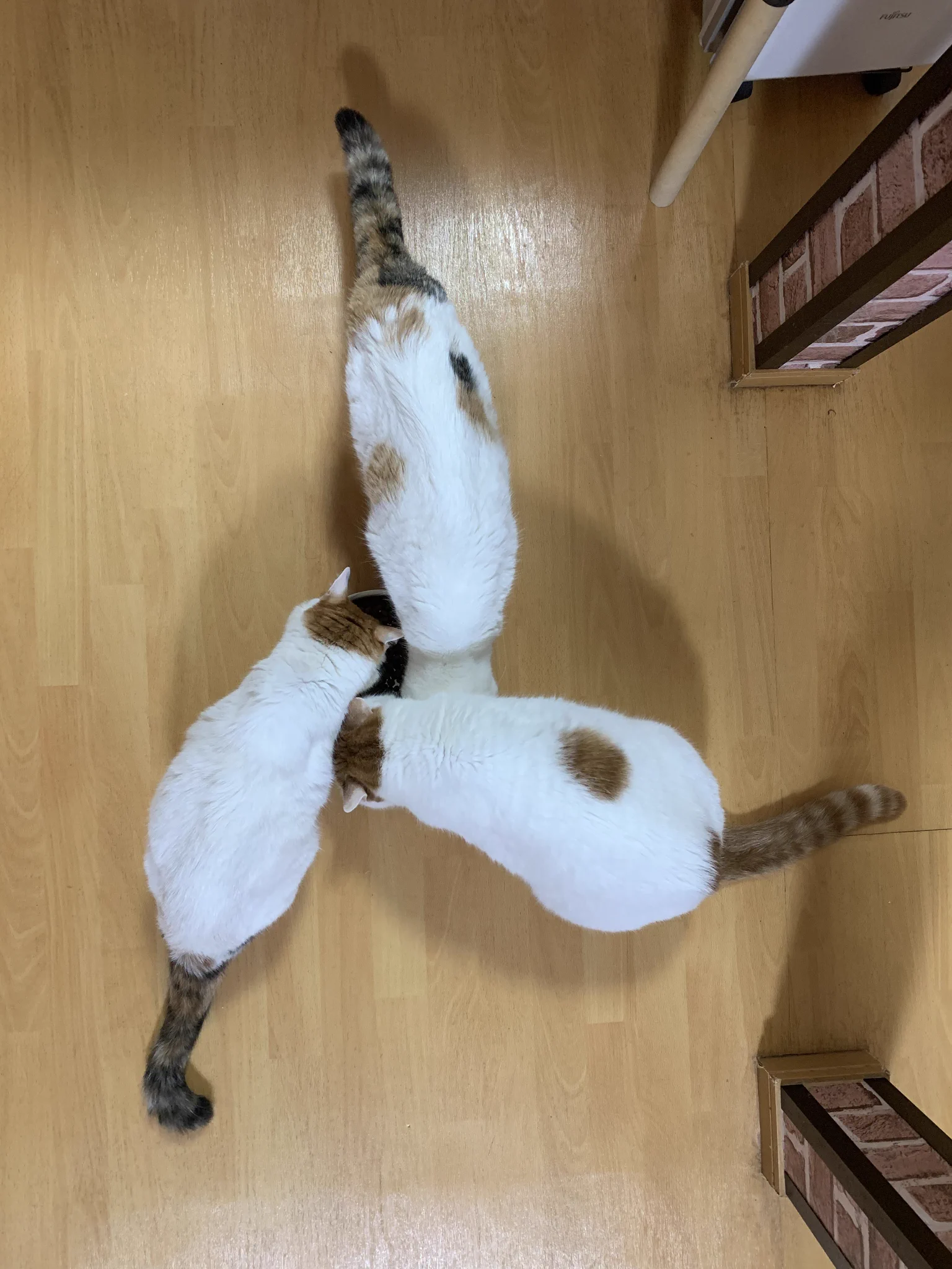 猫じゃらし on X: 