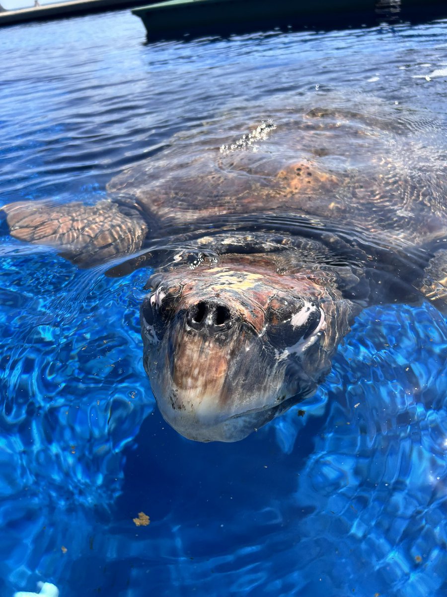 sizumi99's tweet photo. ウェルかめの地へ𓆉𓂃◌𓈒𓐍

博物館楽しぃ❣️
亀オンリー
餌あげたり、近すぎて水かけられたり🤣
1950年生まれの亀太郎が元気に泳いでた🍀*゜なんと76さい！
カメは万年。まだまだ若輩者ですね❣️ https://t.co/cuGv1fHES1