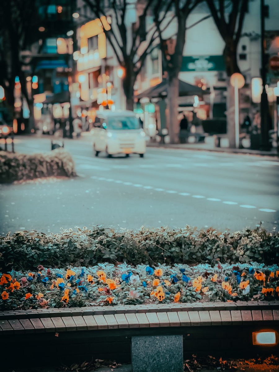 suguru_frames's tweet photo. Sendai in cool blues and warm light.
From passing buses to Christmas lights and roadside flowers—one city, many small stories.
#Sendai #CinematicJapan https://t.co/Dpm0dMV2jI