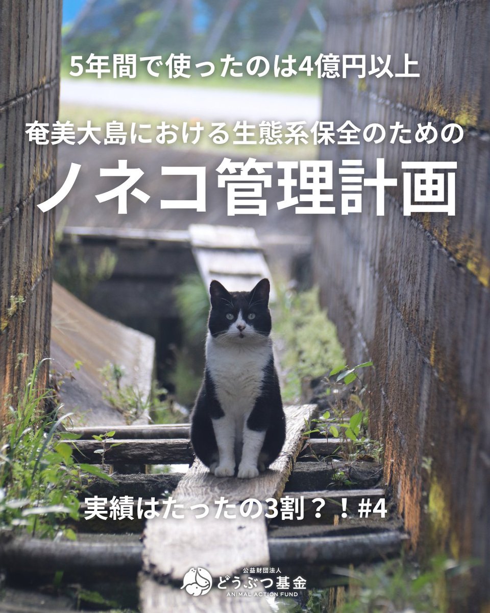 Doubutukikin's tweet photo. 「奄美大島における生態系保全のためのノネコ管理計画」

この計画に、これまでいくらの税金が使われたと思いますか?

環境省が国会で示した契約額は、2018〜2022年度の5年間だけで

約4億2,000万円

環境省分と、奄美5市町村分を合わせた金額です。

これに、捕獲器やカメラの購入費用(5年で約1,600万円)も別途かかっています。

そして、この計画は2027年度まで続く予定。
事業費は、毎年これくらいの規模で使われ続けています。

でも、前の投稿でお伝えしたとおり、8年間の捕獲実績は目標のおよそ3割(783頭)にとどまっています。

多額の税金を投じながら、目立った成果は上がっていない。
このお金の使い方、みなさんは納得でき���すか? コメントで教えてください。

＝＝＝＝＝＝＝＝＝＝＝＝＝＝＝＝＝＝＝＝＝＝＝＝＝＝

▼署名サイトをご覧ください
世界遺産を口実に、奄美や沖縄の猫を安易に殺処分しないでください！
https://t.co/m2RHQ9emUT

▼不正なネコ駆除計画を中止に！ご支援ください
https://t.co/9WfOeZ42ai

＝＝＝＝＝＝＝＝＝＝＝＝＝＝＝＝＝＝＝＝＝＝＝＝＝＝

#ノネコ管理計画 #どうぶつ基金 #さくらねこ #TNR