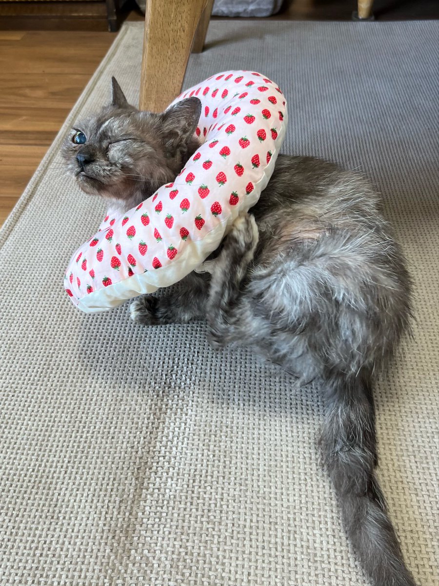 masuneco7's tweet photo. ﾆｬﾝ生2度目のシャンプーの日。
今日の飼い主達ははなかなか手際良く出来たんじゃない？（前回より文句言われたけど。笑）
心臓に負担がかかるんじゃないかと心配したけど今は元気に歩き回ってくれて安心😮‍💨
頑張ってくれてありがとねー❤️ https://t.co/PWo5rDhNh9