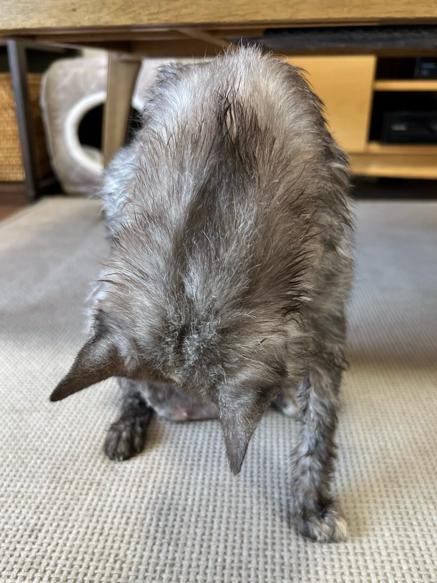 masuneco7's tweet photo. ﾆｬﾝ生2度目のシャンプーの日。
今日の飼い主達ははなかなか手際良く出来たんじゃない？（前回より文句言われたけど。笑）
心臓に負担がかかるんじゃないかと心配したけど今は元気に歩き回ってくれて安心😮‍💨
頑張ってくれてありがとねー❤️ https://t.co/PWo5rDhNh9