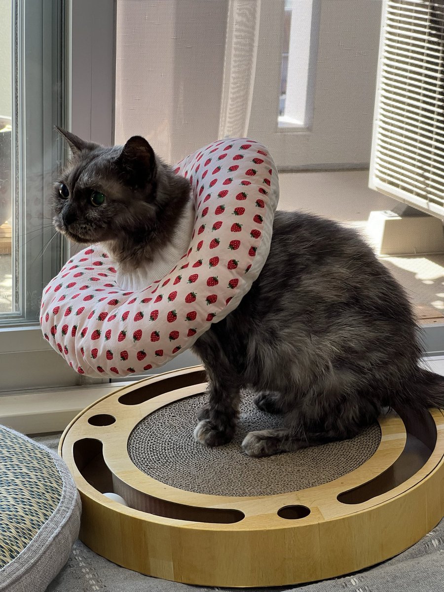 masuneco7's tweet photo. ﾆｬﾝ生2度目のシャンプーの日。
今日の飼い主達ははなかなか手際良く出来たんじゃない？（前回より文句言われたけど。笑）
心臓に負担がかかるんじゃないかと心配したけど今は元気に歩き回ってくれて安心😮‍💨
頑張ってくれてありがとねー❤️ https://t.co/PWo5rDhNh9