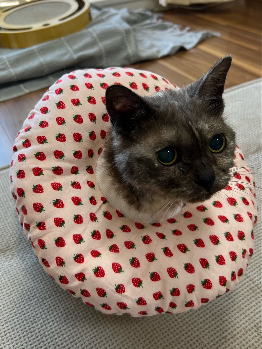 masuneco7's tweet photo. ﾆｬﾝ生2度目のシャンプーの日。
今日の飼い主達ははなかなか手際良く出来たんじゃない？（前回より文句言われたけど。笑）
心臓に負担がかかるんじゃないかと心配したけど今は元気に歩き回ってくれて安心😮‍💨
頑張ってくれてありがとねー❤️ https://t.co/PWo5rDhNh9