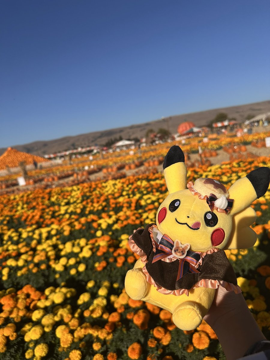 kasei_dex's tweet photo. I took her to a pumpkin patch ^^ https://t.co/CiJJcyZD2s