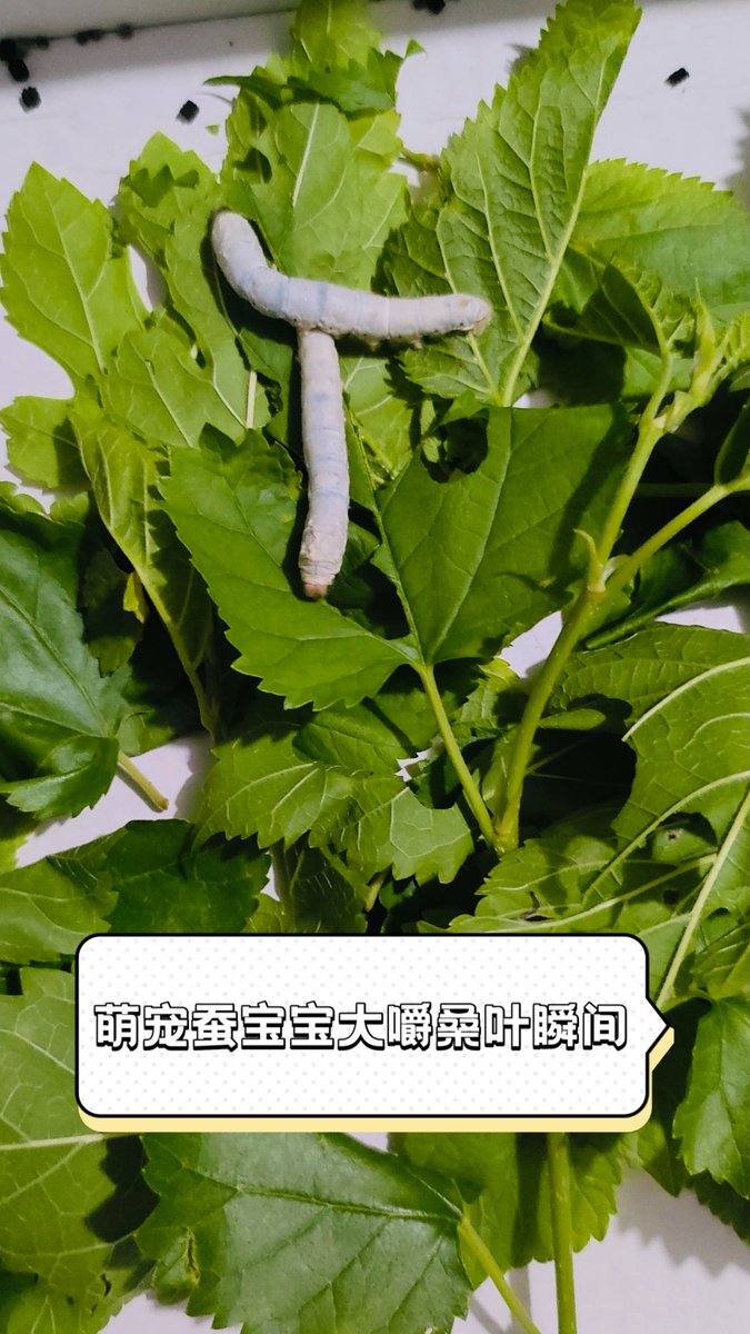 pixel_steph_19's tweet photo. [Proud Silkworm Earnestly Kisses Fresh Mulberry Leaves ]， https://t.co/TqrqtVqPWa