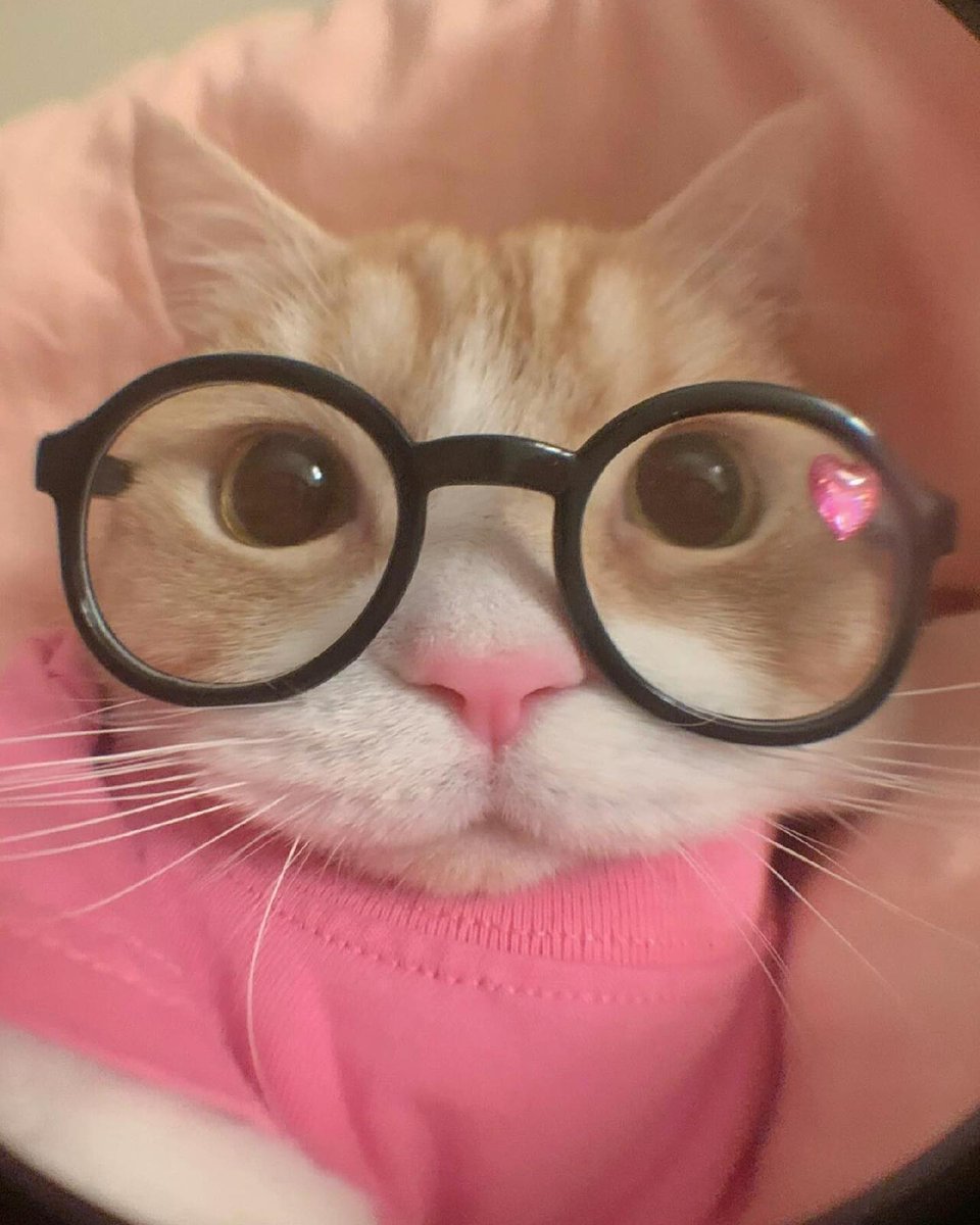 PunchingCat's tweet photo. https://t.co/ViKjmQmLCK