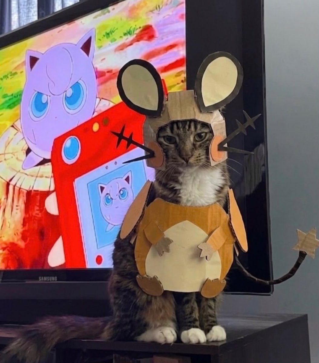updatecharts's tweet photo. Gatinho chamado Léo ENCANTA internautas por se vestir de vários pokémons. https://t.co/kyRCvBnyJL