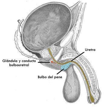 YosuepEstebanX's tweet photo. ¿CÓMO SABER SI TU CUERPO ESTÁ FUNCIONANDO BIEN A NIVEL HORMONAL?

Estas 6 señales pueden aparecer cuando tus niveles de testosterona y tu salud sexual están en buen estado.

1. ERECCIONES NO MATUTINAS https://t.co/WhX10U5eE5