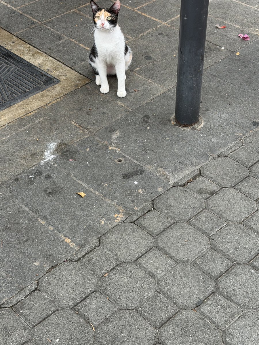 logycatt's tweet photo. Dominican republic has the cutest street cats https://t.co/vBwU7PCvE1