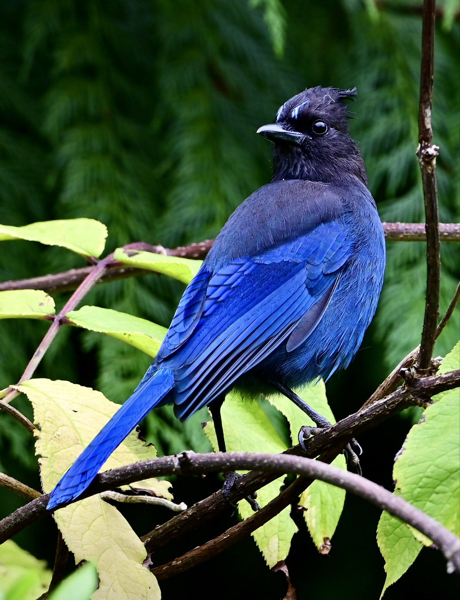 cgcrd's tweet photo. Todayโs Stellerโs Jay on #ThursJay. #birdphotography
#Naturephotography https://t.co/SldVbJzJzN