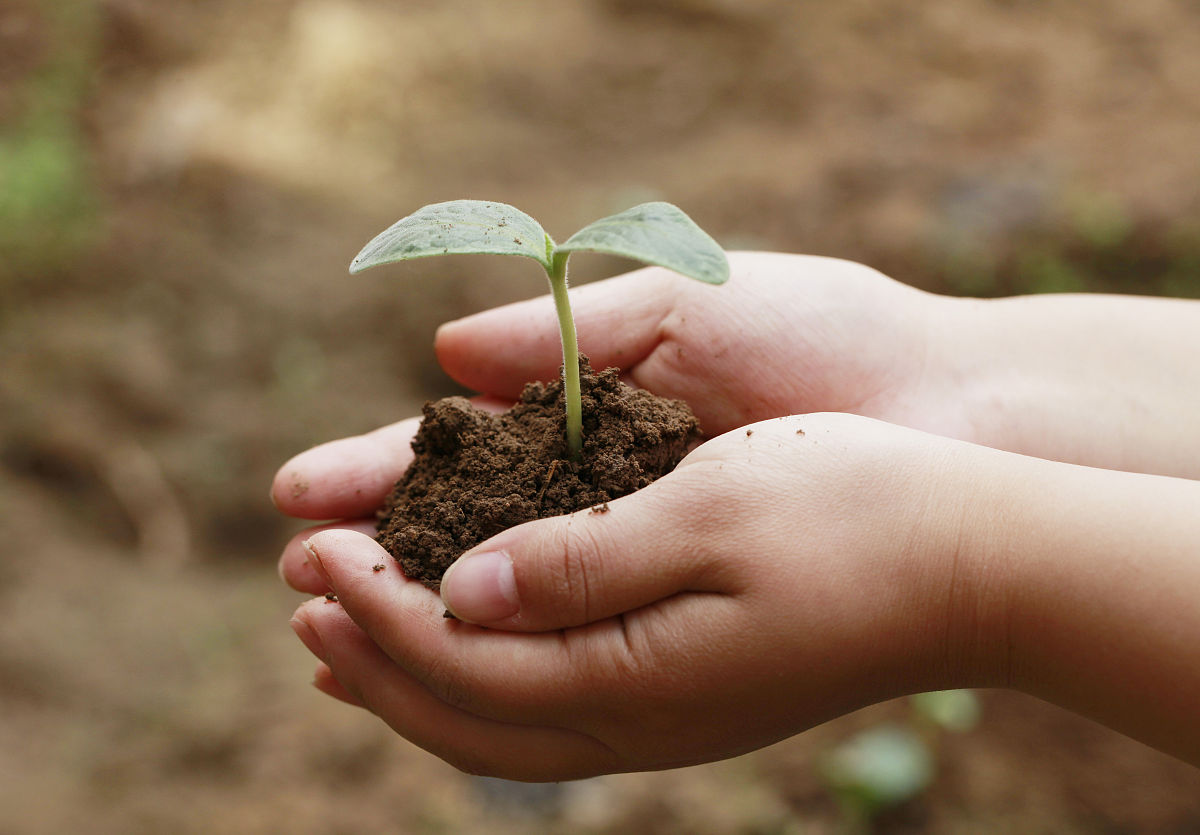 UI02ssUdU6kFneF's tweet photo. When a gentle seed meets careful care, even the smallest sprout bursts with hope. ， https://t.co/d0lJDSij8L
