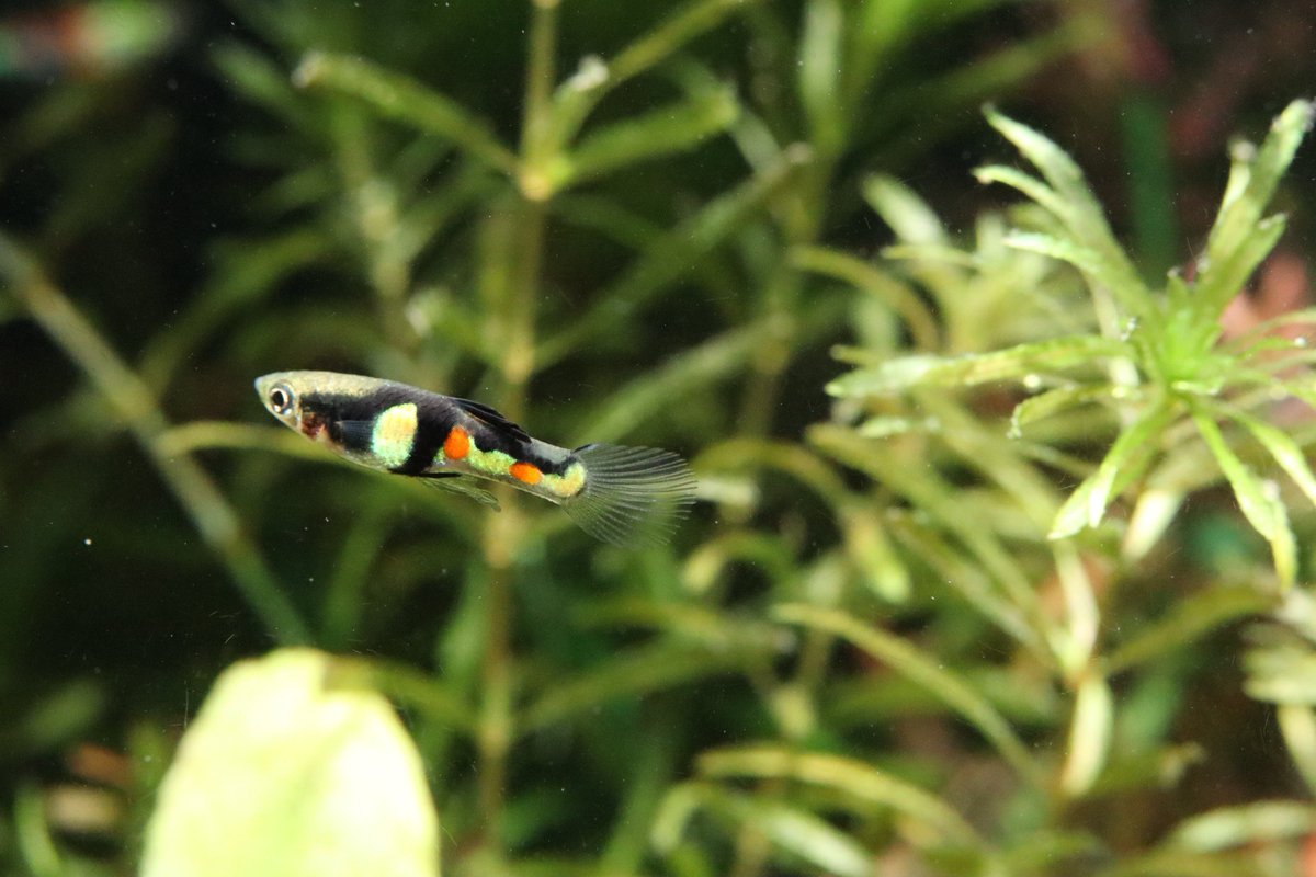 endlerslove2's tweet photo. おはようございます☀

今日のお魚はエンドラーズ　エル　ティグレ✨ https://t.co/vqWfOoJBKe