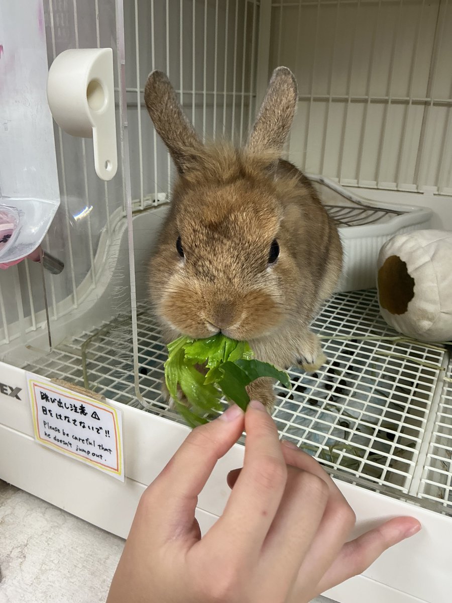 kuumoto's tweet photo. おはKwan🧚♀️💜
おそくなっちゃったけどいただいたお写真📸✨8月の撮影会の後にリク撮📸💜
初めてうさぎさんに触らせてもらって幸せすぎたᜊ(˶ᐢ. .ᐢ˵)ᜊもふもふしててかわいかったーᕱ⑅ᕱうさぎさんも性格みんなバラバラでかわいかったよ🐇🩷
📸by KGYさん✧
#モニベル撮影会 #リク撮 #Kwan https://t.co/ov5cXO6fCX