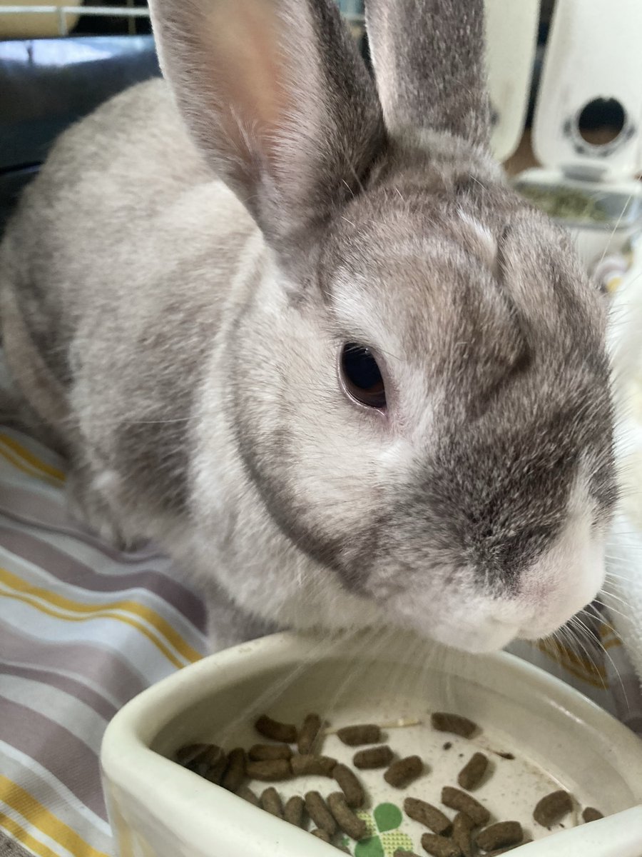 sekine460's tweet photo. おはようございます🐰
今日は晴れ
元気にモグモグ🍚

#うさぎ
#ウサギ
#天気予報 https://t.co/29NKIcUpxx