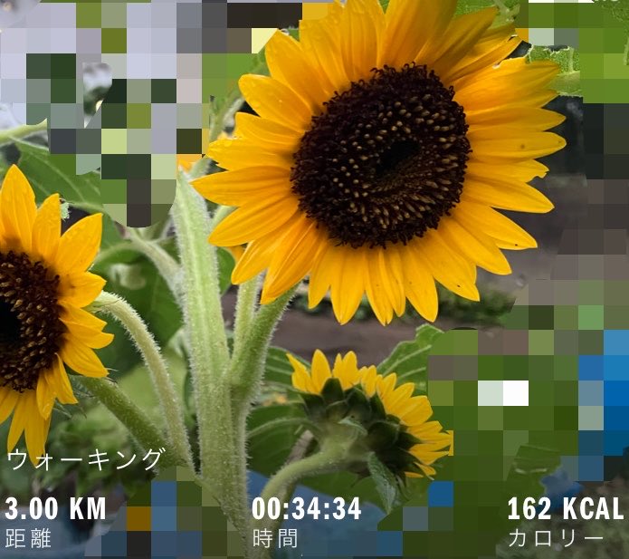 ma_yu3bd's tweet photo. 朝活はヨガ🧘‍♀️あさんぽ3km🚶‍♀️腹筋🏋️‍♀️

トレ前後フォームローラーでストレッチは毎回。トレする時間がなくなりそうでも 前後のケアは大事にしてる😊

昨日まだまだ元気な🌻見つけたし 咲こうとしてる蕾もあったよ🥹

華筋だね🌸笑顔で楽しんでこね☘️
⬇️久しぶりの朝焼け🌅 https://t.co/7iKKwf344M