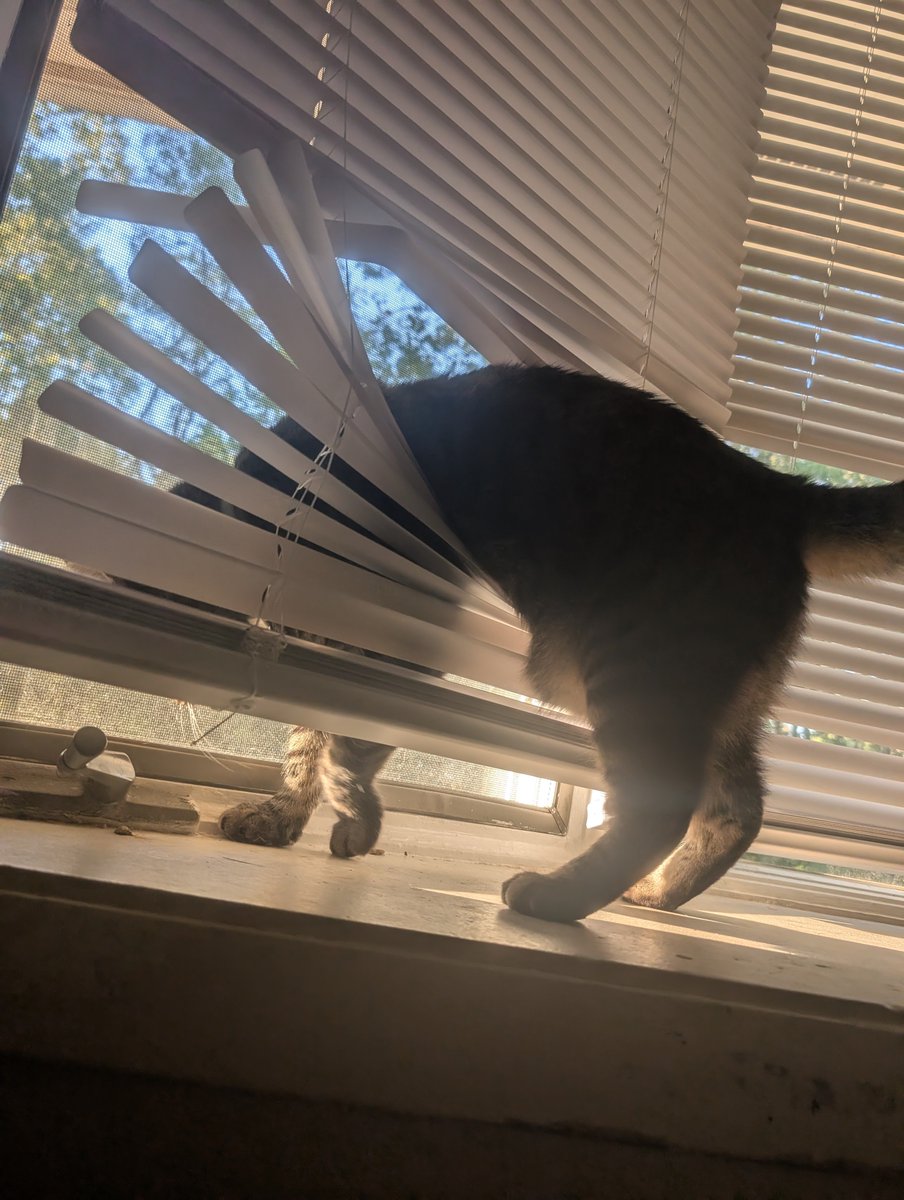 candiedShadow's tweet photo. The ever so bright tater tot. She must look through the window with the blinds drawn vs the window that has the blinds up. https://t.co/tRCWYk9pOB