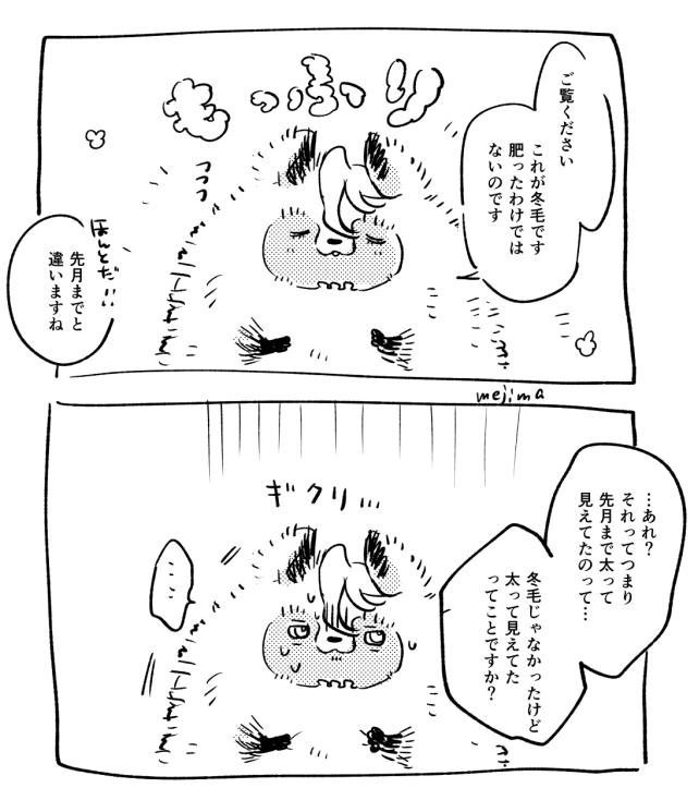 mejima_kuro's tweet photo. たぬシャリ、モフモフ金曜日 https://t.co/VOawGuDJch