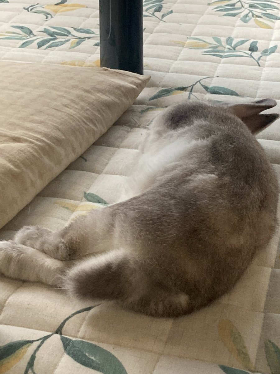 sekine460's tweet photo. 食べたら
寝る💤
ちっぽ

#うさぎ
#ウサギ https://t.co/ekSPeMoSJC
