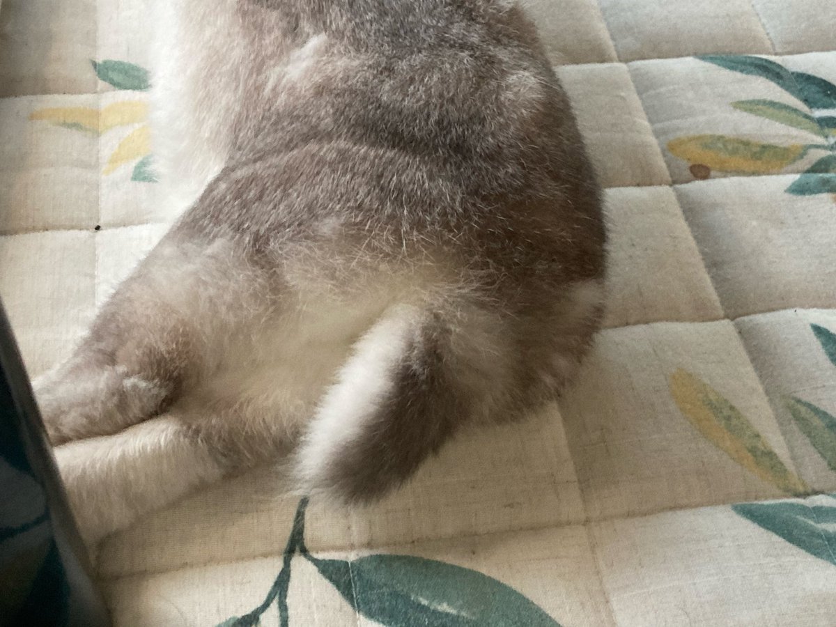 sekine460's tweet photo. 食べたら
寝る💤
ちっぽ

#うさぎ
#ウサギ https://t.co/ekSPeMoSJC