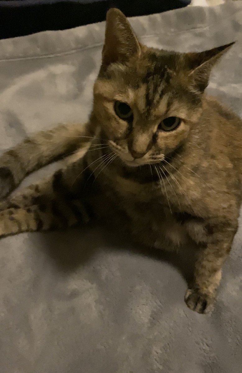 urashima_itooo's tweet photo. ただ可愛いだけ🫶❤️‍🔥🫶

#猫 #猫がいる生活  #cat #猫可愛いね https://t.co/HZYqa1gkzg