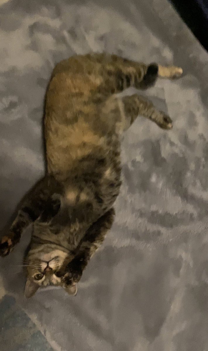 urashima_itooo's tweet photo. ただ可愛いだけ🫶❤️‍🔥🫶

#猫 #猫がいる生活  #cat #猫可愛いね https://t.co/HZYqa1gkzg