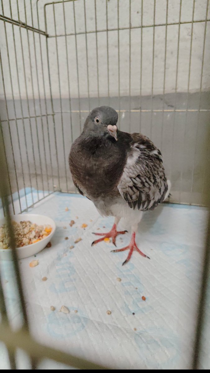 natsu_ramune's tweet photo. まだまだ油断できないけど回復の兆しが出てきた🕊️
とにかくガリガリに痩せてるのでもう少ししっかり食べさせて放鳥したいと思う https://t.co/wIPz96HR89