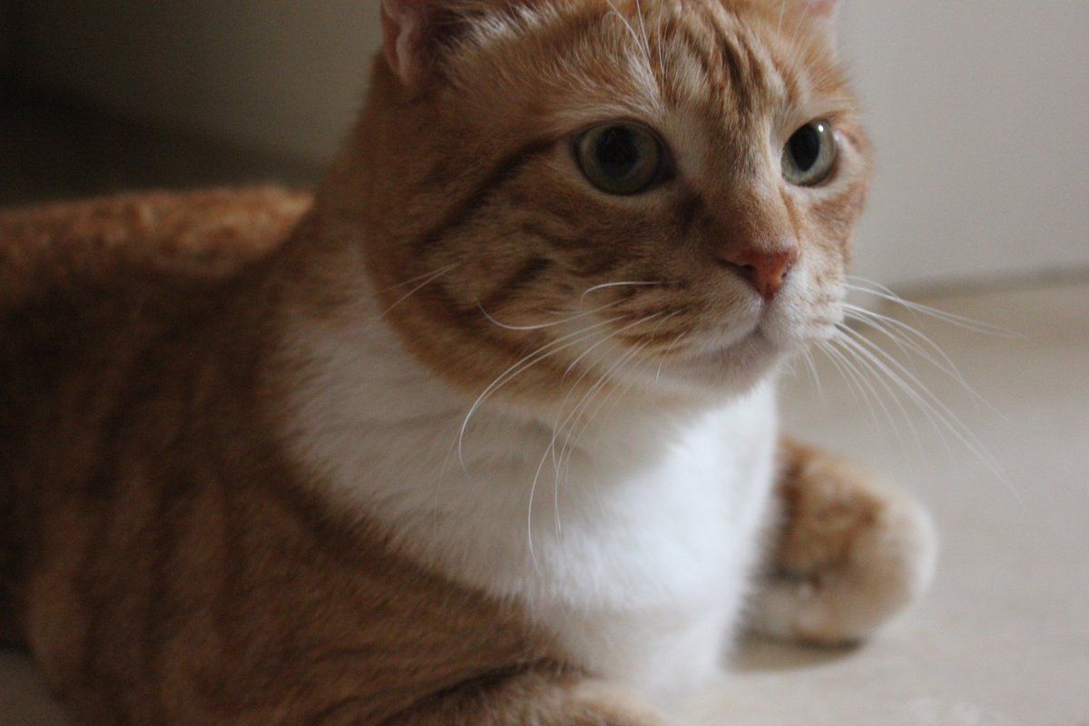 _cdecris's tweet photo. Benito, mi mejor amigo desde que era pequeña, se ha ido. Ojalá fuera una pesadilla porque no soy capaz de soportar su pérdida después de 18 años, casi toda la vida juntos... Descansa en paz, mi vida. Te amo para siempre ❤️ https://t.co/o5Vfpa5Gpa