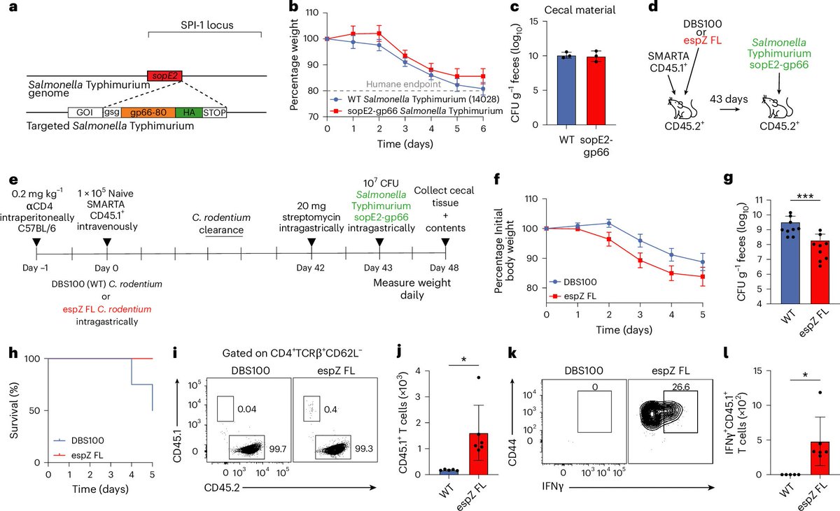cgarrettwilson's tweet photo. Does it matter? Mice primed with cytosol-delivered antigen were protected against a heterologous Salmonella carrying the same epitope. A T3SS that evolved for virulence doubles as an antigen delivery route the host exploits. https://t.co/sEcwJsgKiN