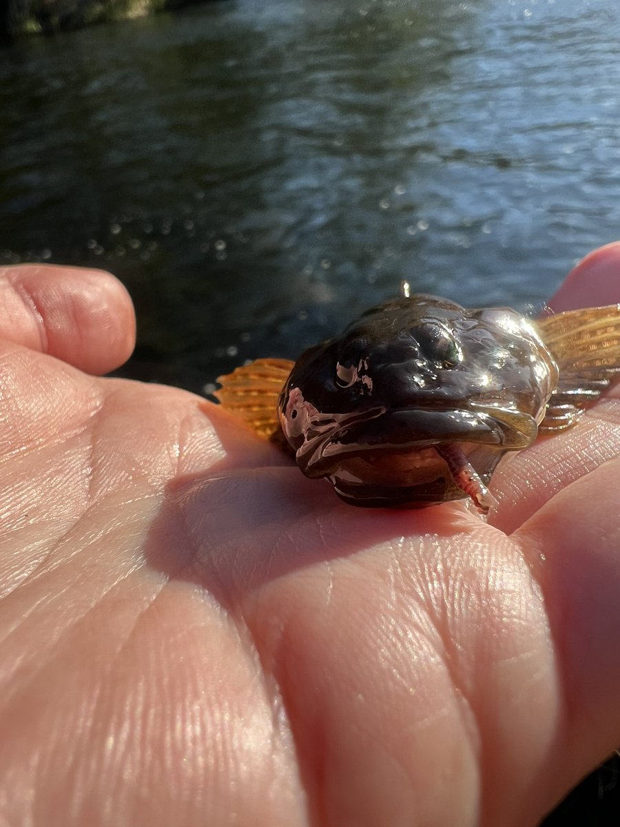obaryutaro3's tweet photo. 毎日釣行185日目

ニジマスは厳し過ぎるので、今日はカジカ釣り。

愛嬌があって、かわいいですね。
魚な中で一番好きです。

工事により石穴が埋まり、カジカが激減してしまいました。

あと何年見れるのか？

#渓流釣り #釣り #釣果 #山形県 https://t.co/tAG5FRfMQL