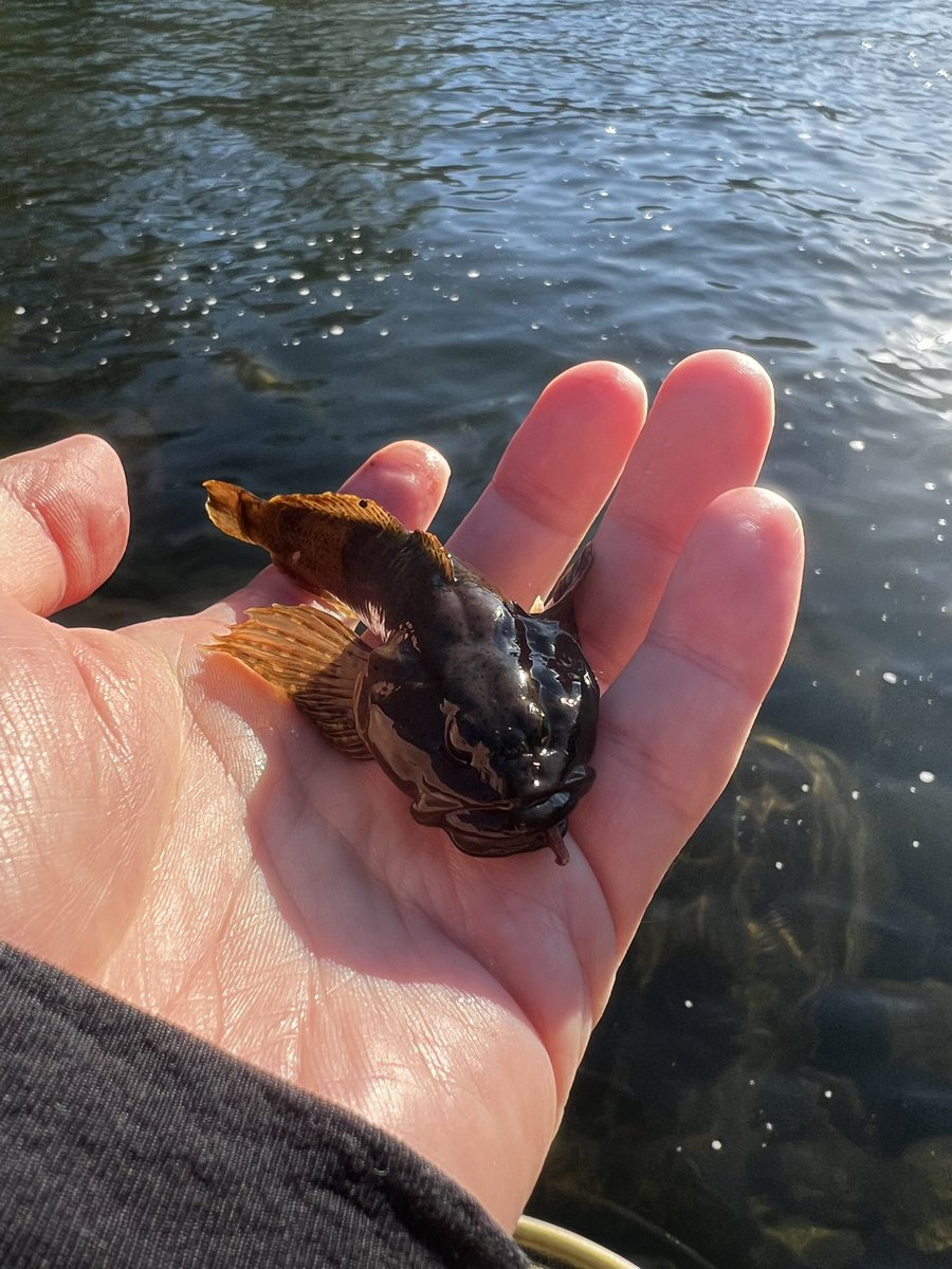 obaryutaro3's tweet photo. 毎日釣行185日目

ニジマスは厳し過ぎるので、今日はカジカ釣り。

愛嬌があって、かわいいですね。
魚な中で一番好きです。

工事により石穴が埋まり、カジカが激減してしまいました。

あと何年見れるのか？

#渓流釣り #釣り #釣果 #山形県 https://t.co/tAG5FRfMQL
