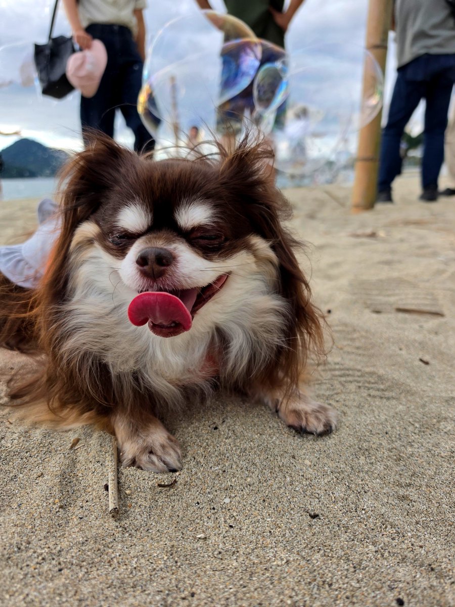 nao_feat_tk's tweet photo. おはワン🐕️🎶

10月になりまちたね～🐕️🎶

先日の🐾お出かけでしゅ🐕️🫧✨🫧 https://t.co/a40LvEwrV7