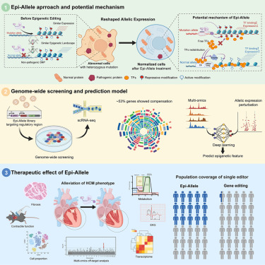 CellStemCell's tweet photo. Epi-Allele elicits compensatory expression of the non-targeted allele and prevents haploinsufficiency in dominant genetic diseases dlvr.​it/TVkrDp https://t.co/e74wA5z8lo