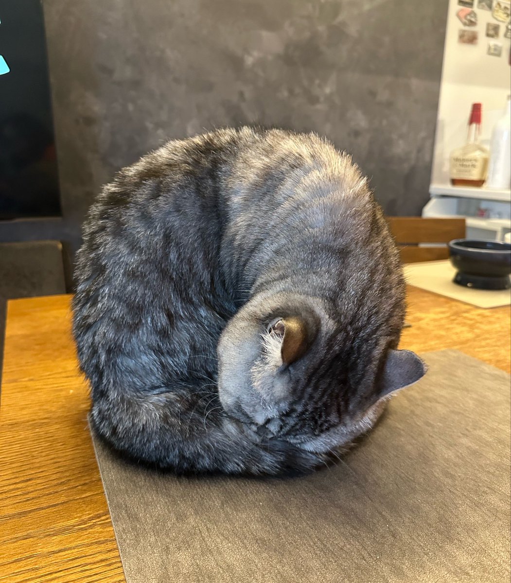chacooofuuuta's tweet photo. とてもまるい🌀

#猫のいる暮らし  #猫好きさんと繋がりたい  #ミヌエット   #アンモニャイト #ちゃこふうた https://t.co/ywlTP1lnUm