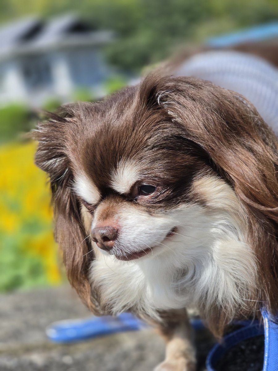 nao_feat_tk's tweet photo. 彼岸花の帰り道🐾

ヒマワリ畑🌻🐕️🎶 https://t.co/Mrpwn3SQnk