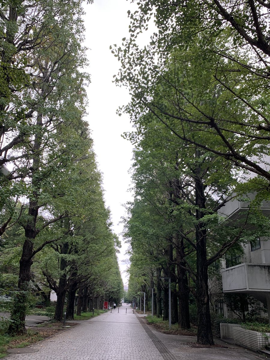 subu80986371's tweet photo. 早朝ランニングにはちょうど良い季節だけど心臓バクバクで離脱
銀杏の季節でなんか微妙な匂いになって来た https://t.co/fCPxoUt8KP