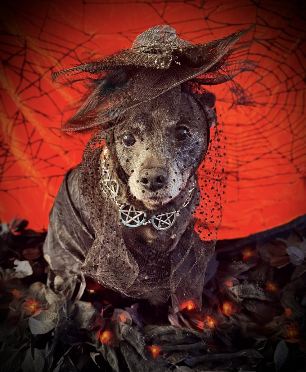 sarahanunn's tweet photo. It’s the first day of #Octoberween! Alouette says spooky fashion is on trend for the season. 
🖤🎃🖤
She also says that it is #NationalBlackDogDay &amp; encourages humans to adopt black dogs!
🖤🐶🖤
#RescueDog #SeniorDog #chiweenie #HalloweenIsComing #SamhainIsComing #DogsofTwitter https://t.co/W2r4itp9oa