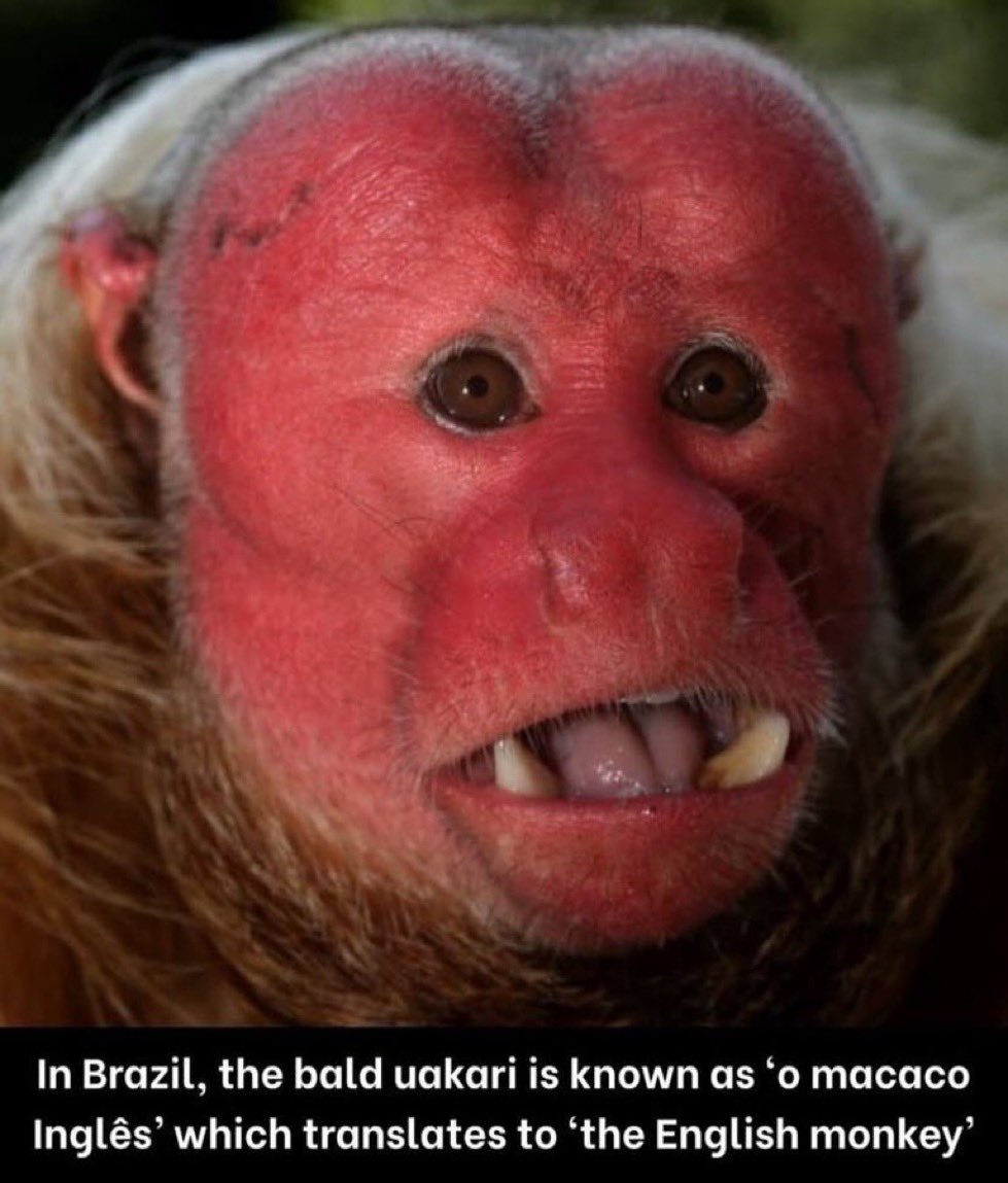 NoContextBrits's tweet photo. https://t.co/CjE5jwfegd