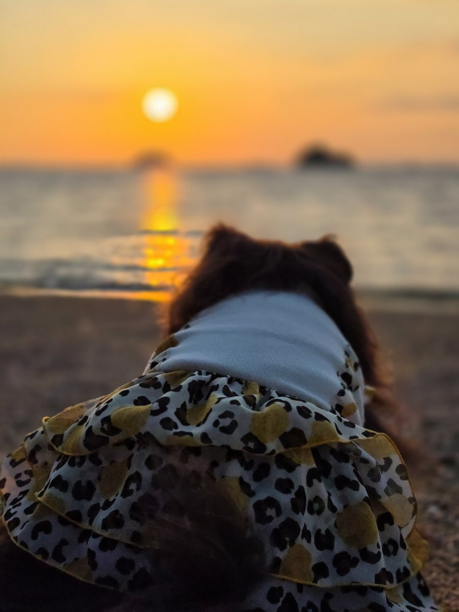 nao_feat_tk's tweet photo. そちて🐾昨日の🐾夕暮れ散歩🐾

今月も🐾よろちくでしゅよ～🐕️
💕💕💕ﾟ+(人・∀・*)+｡💕💕💕 https://t.co/fG0MMb8Jd4