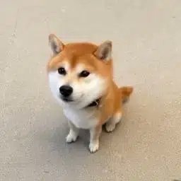 clclclclclcl8a's tweet photo. with ALON calling for a return to tradition.

This little Shiba is becoming a huge meme on X!

The fact that he’s small and an Inu fits perfectly with the whole Inu/SI meta right now.

He’s going giga viral, with everyone posting memes about his hilarious small stature. 😂

He’s super memeable and fits SI perfectly.

https://t.co/U9TiyBjobY