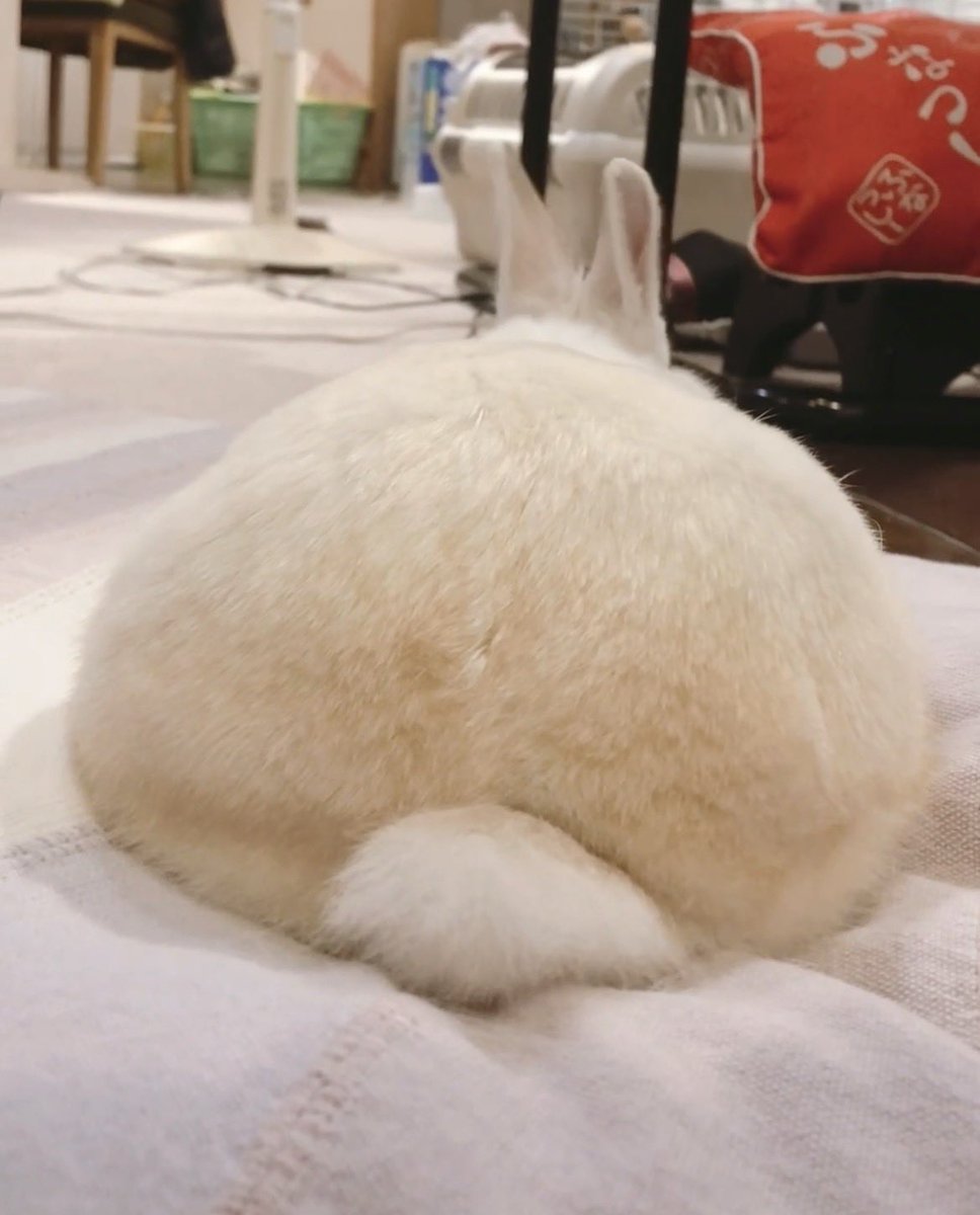 chiyo_ya00's tweet photo. 本日のパンケーキおしり🥞 https://t.co/xu40LIFB7G