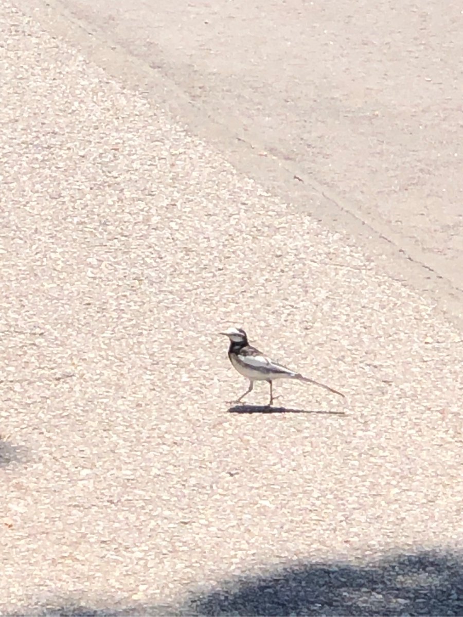 beckaprima_'s tweet photo. [Today I witnessed a sparrow tearing bread into pieces by the roadside, its fluffy feathers so cute!]， https://t.co/34ZCa9Pb4s