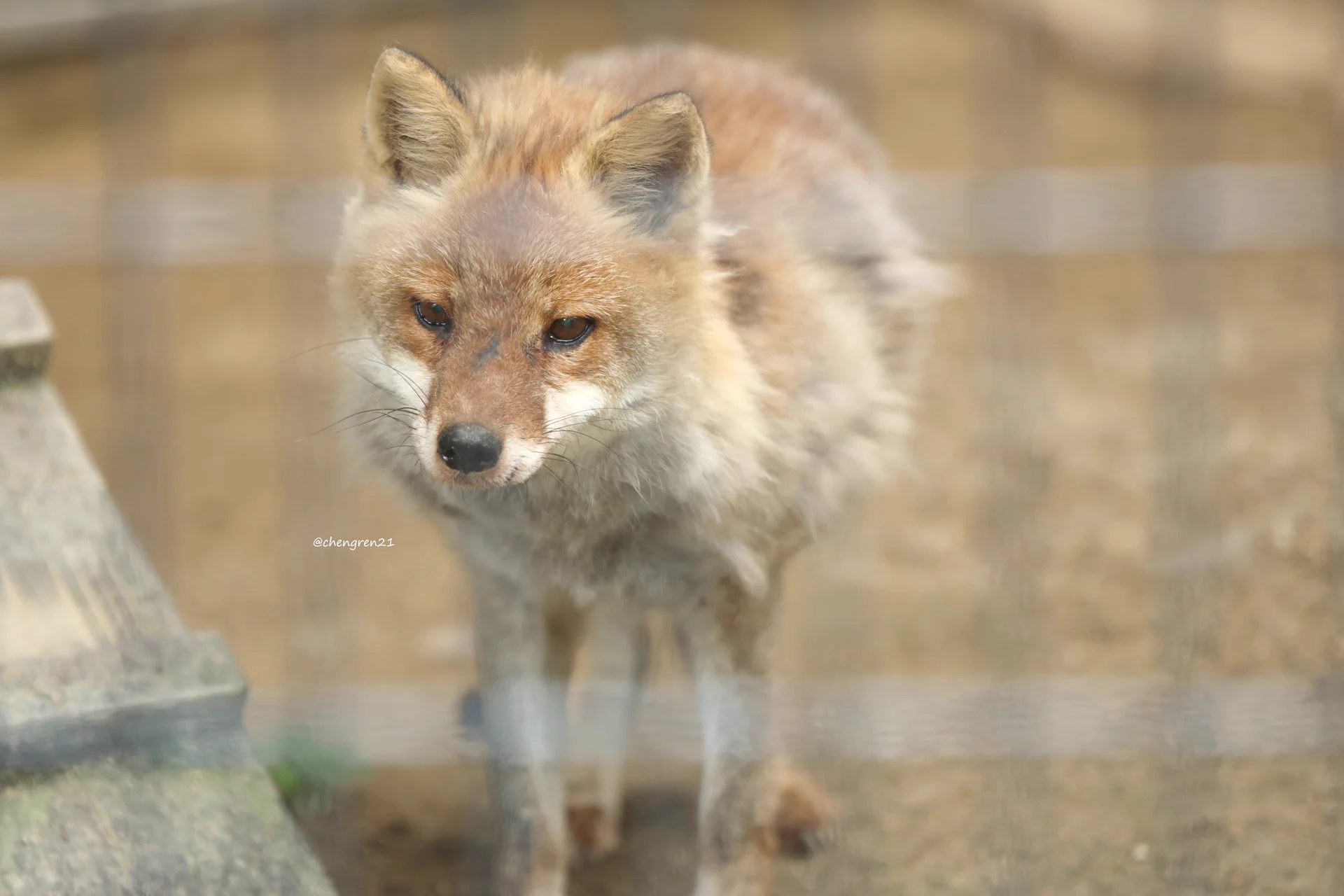 Cheng-Ren🦊🐺11/8狐オンリー青01 в X: „ちょっと目つき鋭めなキョウ