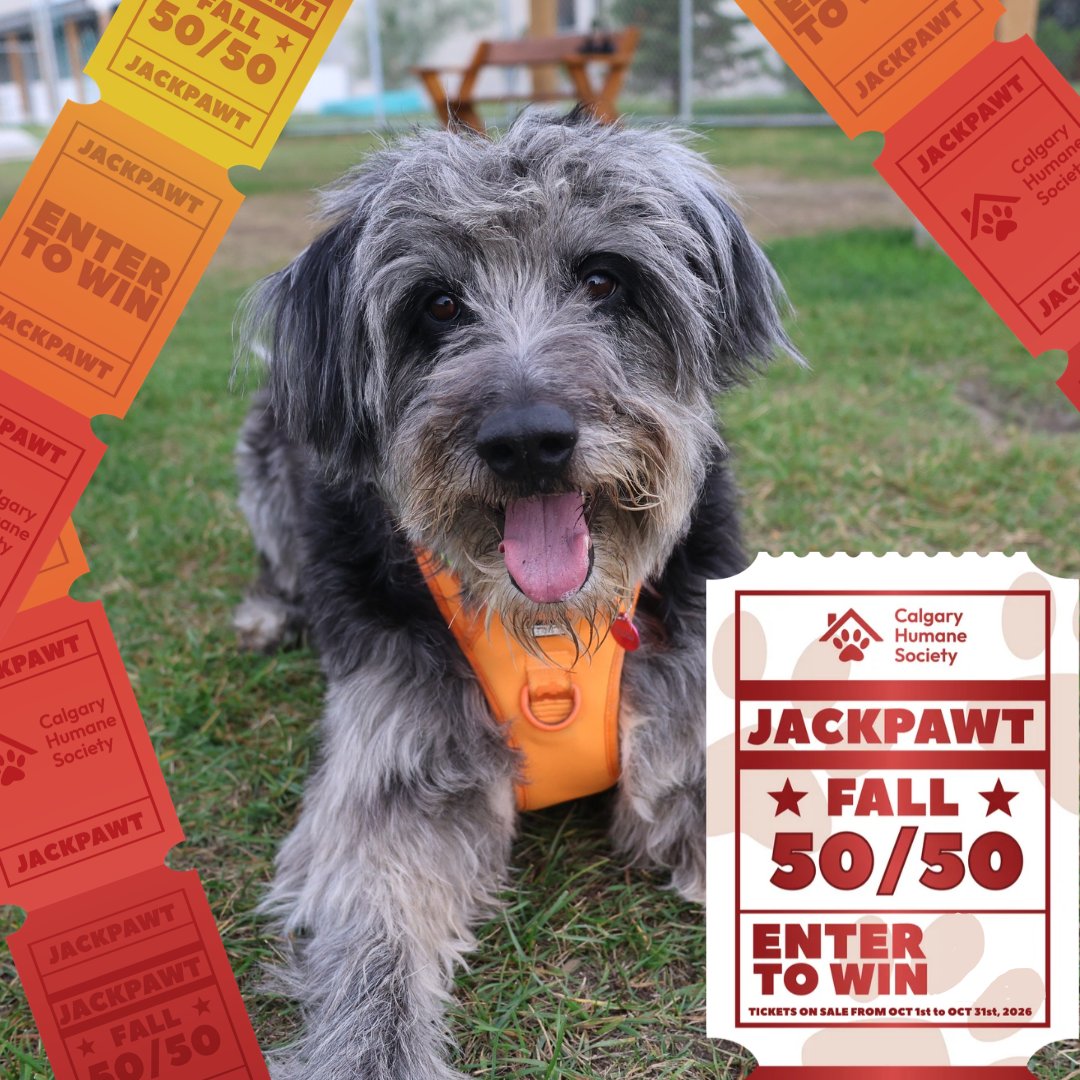 CalgaryHumane's tweet photo. Fall JackPAWT is here! 🍂🐾

One lucky winner will take home half the jackpot, while the other half helps provide care, shelter, rehabilitation and second chances for vulnerable animals across Calgary.

Get your tickets https://t.co/yvlxRAo0ug

#JackPAWT #50/50 #Calgary #Alberta https://t.co/XyBRQ1v3h6