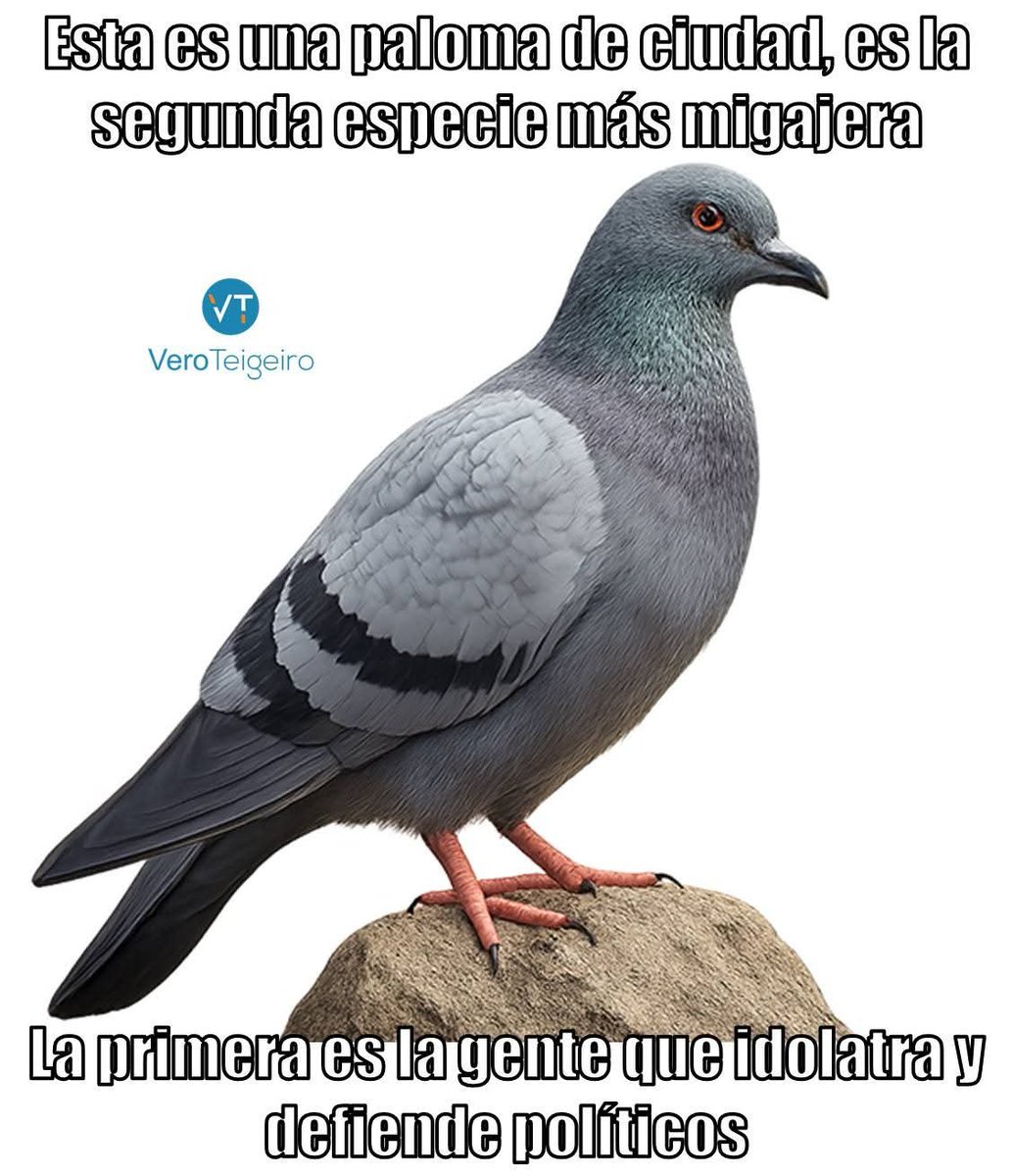 TanisPreciosa's tweet photo. @SoyJudoka @_JRLB_ Se les llama migajeros...

Por fis le mandan la imagen a la comadre de Andrea, por que me acabo de enterar que me bloqueó la nena/neno/nene o lo que sea. https://t.co/2Tg8LBUfm9