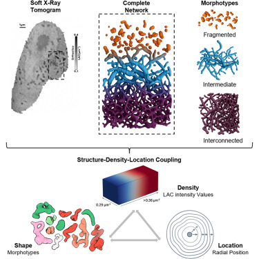 Structure_CP's tweet photo. Morphotype-resolved 3D morphometry reveals a structure-density-location coupling in mitochondrial networks dlvr.​it/TVkrRd https://t.co/obXV9azAUO